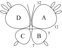 diagram for small butterfly